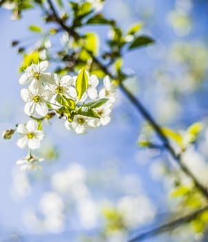 cherry blossoms