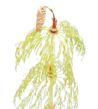 Horsetail on a white background