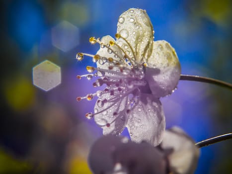 cherry blossoms