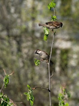 sparrows on a branch