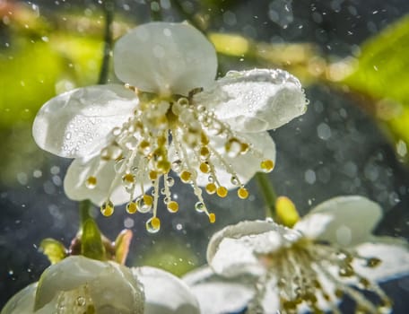 cherry blossoms