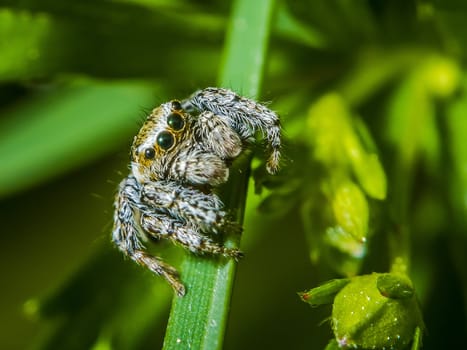 Jumping spider