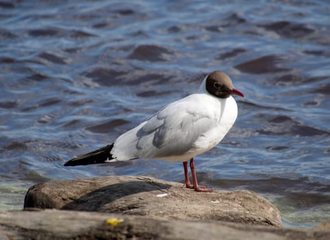 Seagull in the water