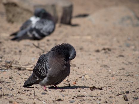 Pigeons on the lake