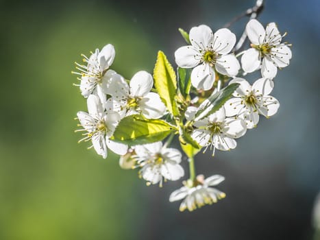 cherry blossoms