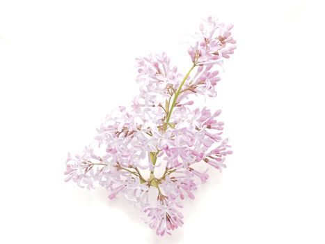 Lilac flower on a white background
