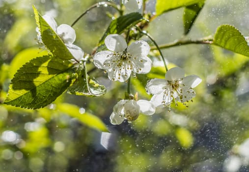 cherry blossoms