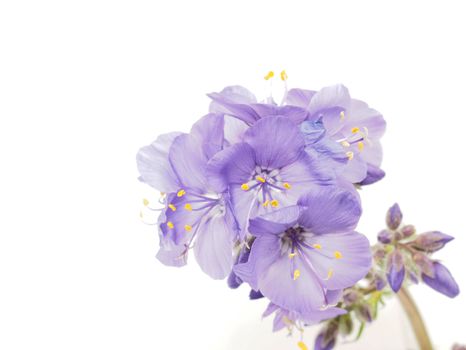 Blue flower on a white background