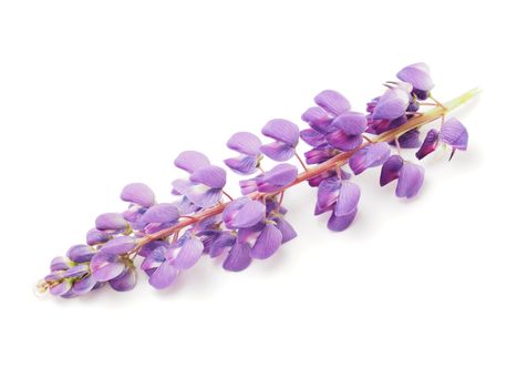 Lupine flower on a white background