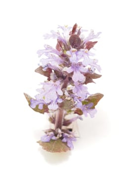 Ajuga Flower on a white background