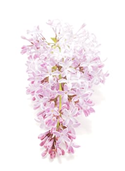 Lilac flower on a white background
