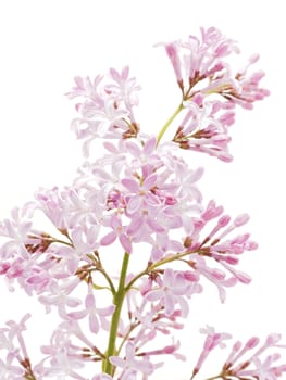 Lilac flower on a white background