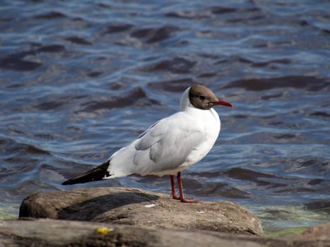 Seagull in the water