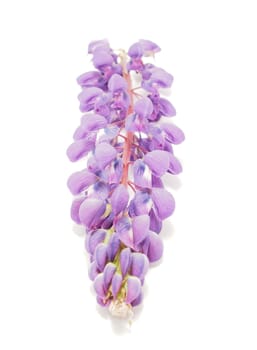Lupine flower on a white background