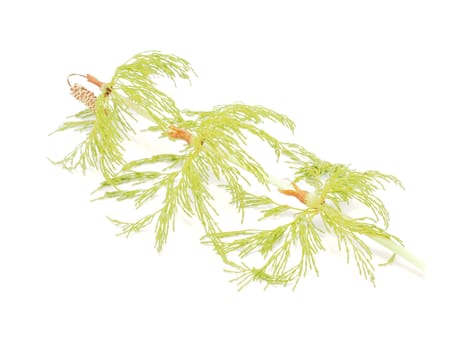 Horsetail on a white background