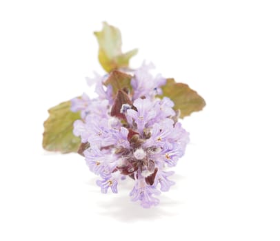 Ajuga Flower on a white background