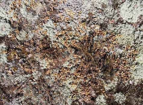 lichen