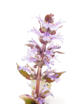 Ajuga Flower on a white background