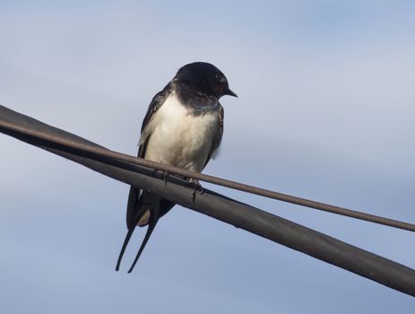 Swallow on a wire