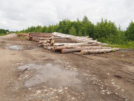 The logs on the road