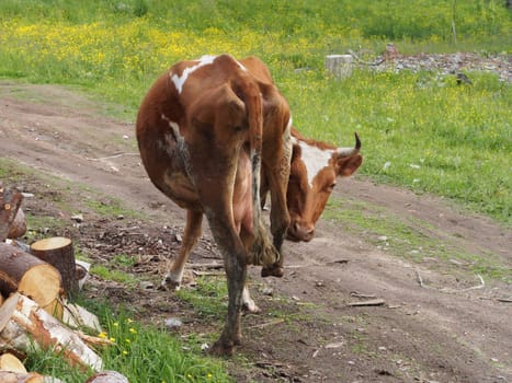 cow in the village