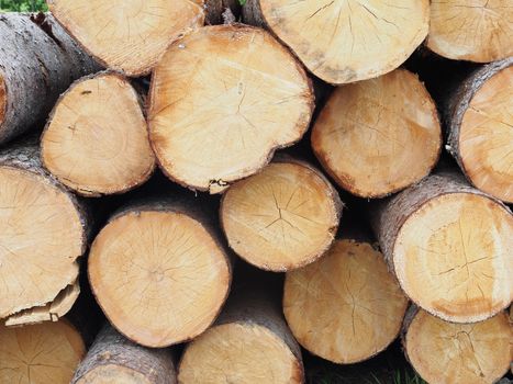 The logs on the road