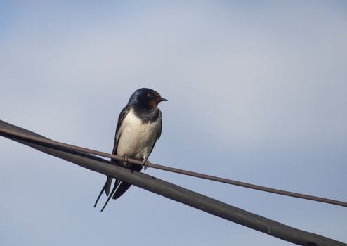 Swallow on a wire