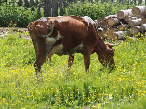 cow in the village