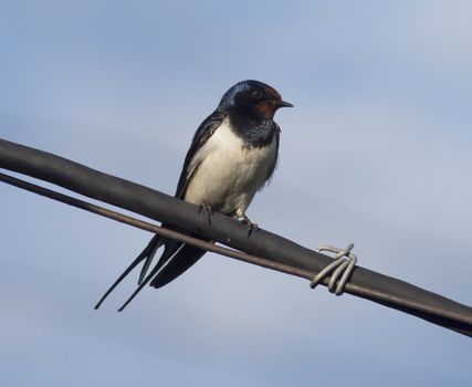 Swallow on a wire