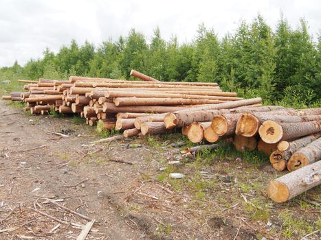 The logs on the road