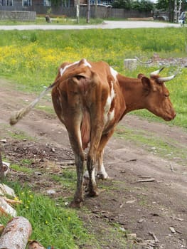 cow in the village