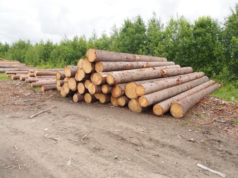 The logs on the road