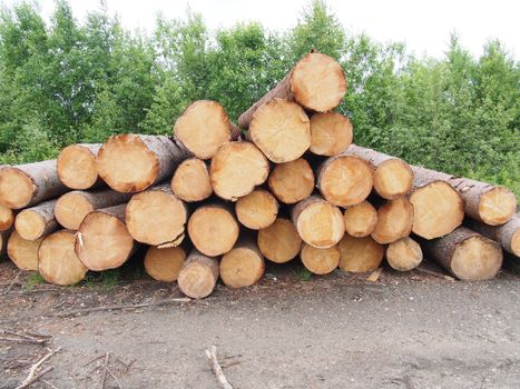 The logs on the road