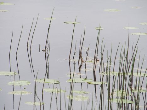 Plants in the water