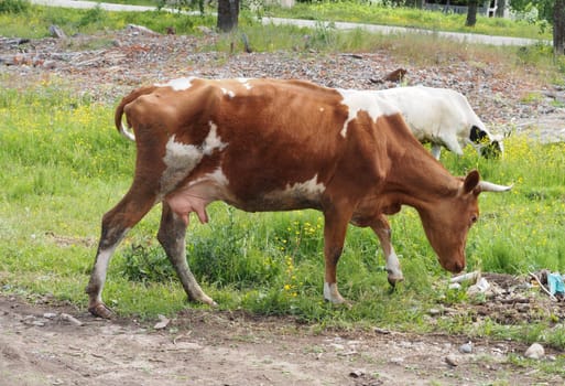 cow in the village
