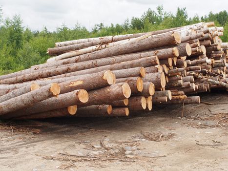 The logs on the road