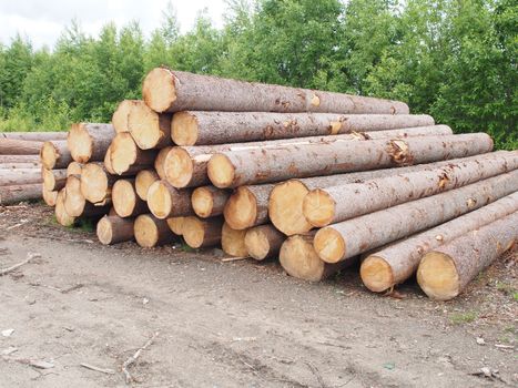 The logs on the road