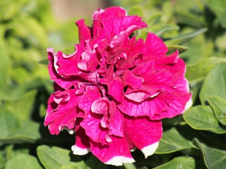 petunias
