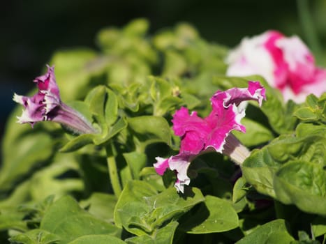 petunias