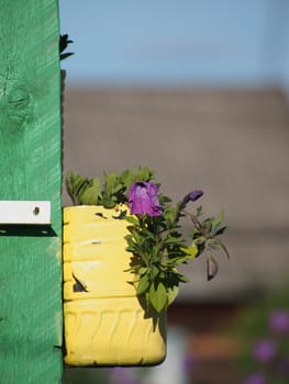 petunias