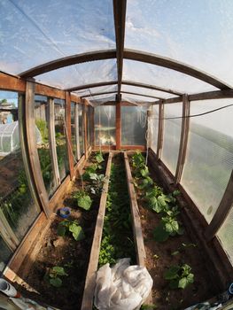 greenhouse inside