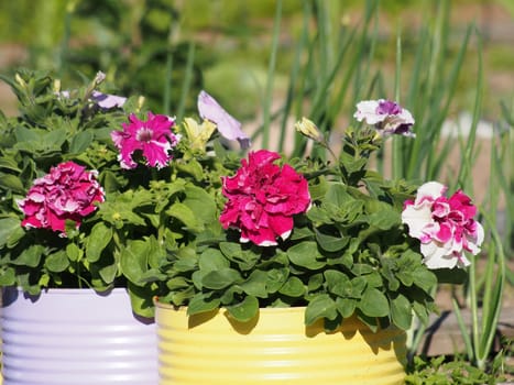 petunias