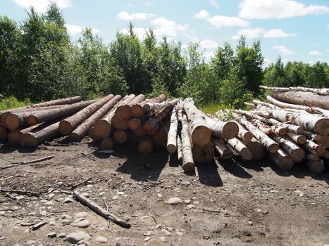 The logs on the road