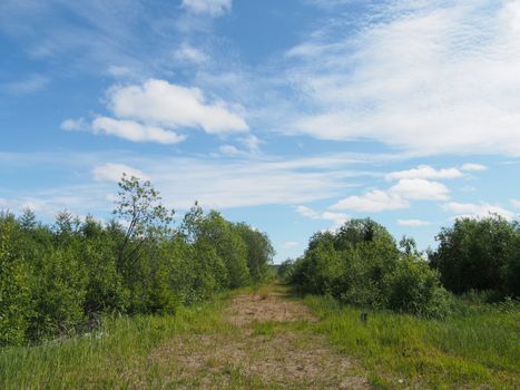 forest road