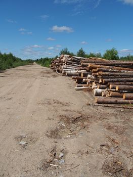 The logs on the road