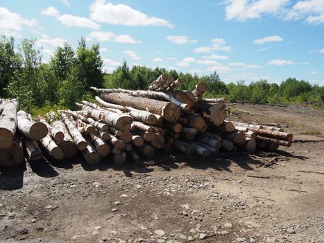 The logs on the road