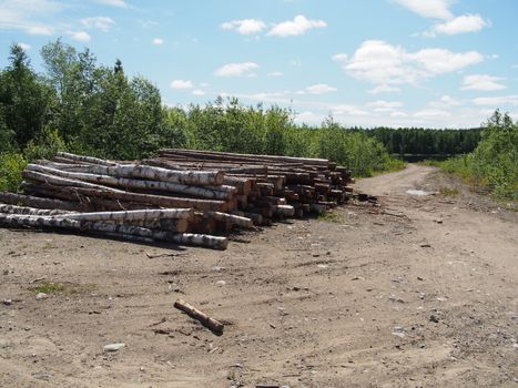 The logs on the road