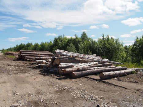 The logs on the road