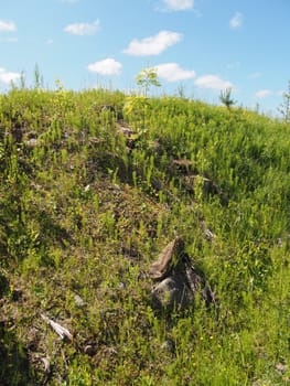 sunny meadow