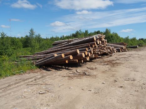 The logs on the road